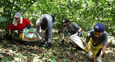 Fınndık üreticileri hasada hazırlanıyor