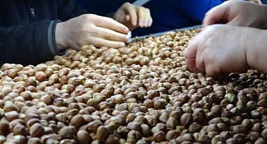 Ticaret borsalarında 10 ayda 606 bin tonu aşkın fındık işlem gördü