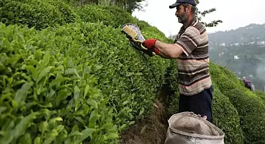 Türk çayı yılın ilk yarısında 104 ülkede alıcı buldu