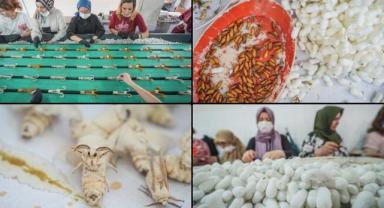 Türkiye'nin ipek böceği yumurtası ihtiyacının tamamı Bursa'daki merkezden sağlanıyor
