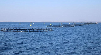 Adana'da Su Ürünleri TDİOSB için girişimcilerin ön talep başvuruları alınıyor 