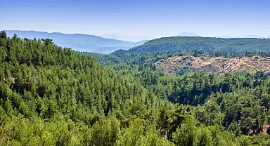 ALJ Türkiye'den 1,4 milyon fidanlık ağaçlandırma seferberliği