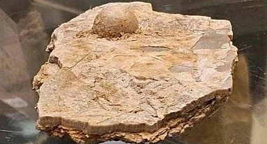 Avustralya'da bulunan fosil incinin 100 milyon yıllık olduğu tespit edildi