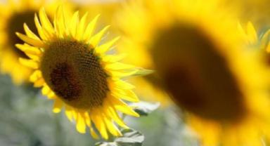 Ayçiçeği tohumu ve yağında gümrük vergileri yeniden düzenlendi