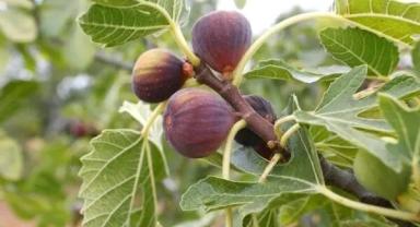 Balıkesir’in Havran ilçesindeki incir, Aydın’a rakip çıktı