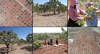 Boz Antep fıstığında fiyatlar üreticisinin yüzünü güldürüyor