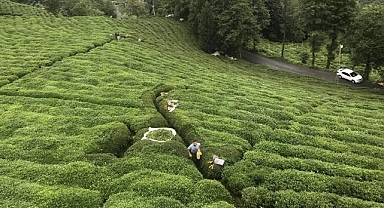 ÇAYKUR'da ikinci sürgün yaş çay alımları tamamlandı