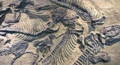 Çin'de yeni bir dinozor türüne ait fosil bulundu
