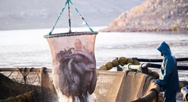 Doğu Karadeniz'in 7 aylık somon ihracatı yüzde 7 arttı