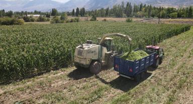 Erzincan'da silajlık mısır üretimi hayvancılığı güçlendirip besiciye kazanç sağlıyor
