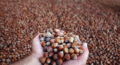 Fındık rekoltesinin bu yıl 453 bin ton olması bekleniyor