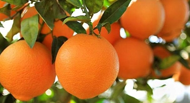 Isparta'da meyve suyu için 500 ton soyulmuş portakal ve limon depolanıyor