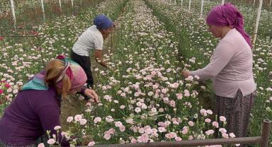 Isparta'da üretilen karanfiller Avrupa'ya ihraç ediliyor
