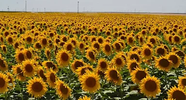 Karacabey Tarım İşletmesi, 1 milyon 750 bin kilogram yağlık ayçiçeğini satışa çıkardı