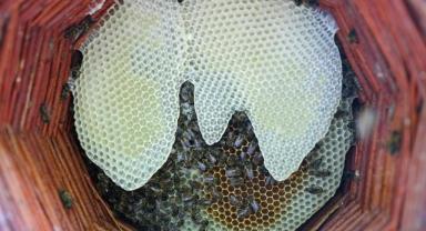 Karakovan bal üreticileri hasada yüksek verimle başladı