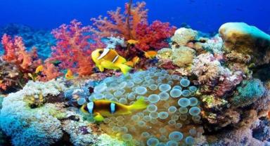 Karbon salınımı nedeniyle okyanusun asitleşmesi, bazı köpek balıklarının dişlerine zarar verebilir