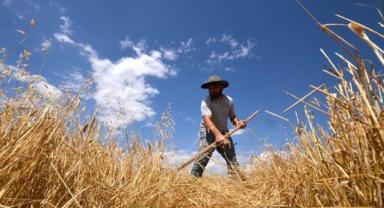 Kars'ta çiftçiler tarlalarındaki son buğdayları hasat ediyor