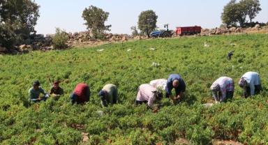 Kilis'te kırmızı biber hasadı başladı