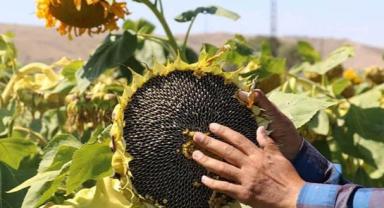 Konya Şeker 2025 sezonu ayçiçeği alım fiyatını açıkladı