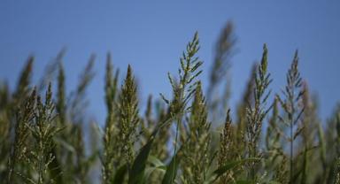 Kuraklık İzmir'deki besicileri sorgum sudan otuna yöneltti