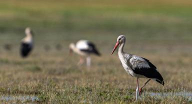 Kuraklık riski altındaki 8 göl için 