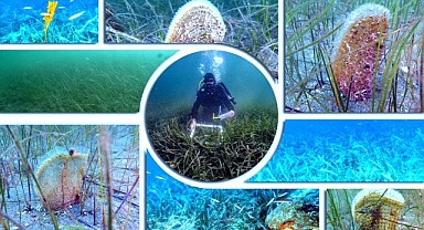 Marmara'daki müsilajla mücadeleye pina ve deniz çayırları desteği