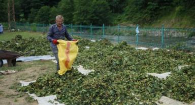 Ordu'da üreticiler fındık hasadına başladı