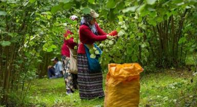 Samsun'da 91 bin 500 ton fındık rekoltesi bekleniyor