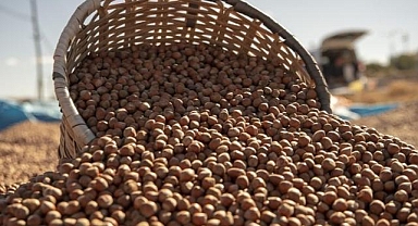 Samsun'da fındık hasadı başladı