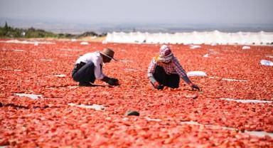 Şanlıurfa'da kuraklık ve aşırı sıcak domates üretimini düşürdü