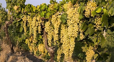 Sofralık çekirdeksiz üzümde ihracat 4 Ağustos'ta başlayacak