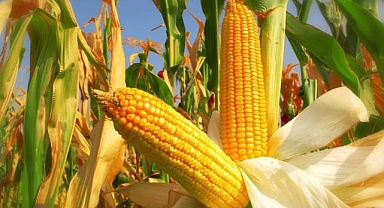 TMO, 2025 yılı mısır alım fiyatlarını belirledi