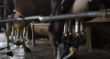 Toplanan inek sütü miktarı haziranda 934 bin 745 ton oldu