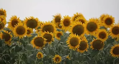 Trakya Birlik, ayçiçeği ön alım fiyatını açıkladı