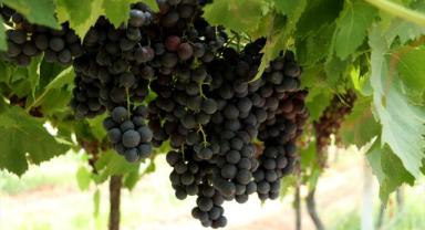 Türkiye'nin en erkenci bilinen 