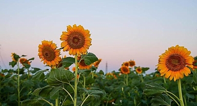 Uşak'ta ayçiçeği ekim alanı 5 yılda 4 kat artarak 40 bin 700 dekara çıktı