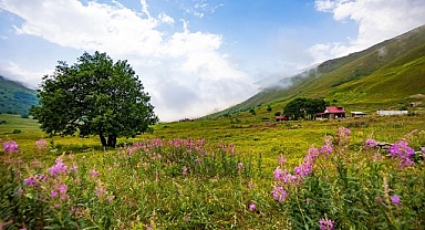 Uygun bilet fiyatları tatilcilerin rotasını Karadeniz'e çevirdi