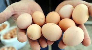 Yumurtada Arz-Talep Dengesi Fiyatları Değiştirdi!