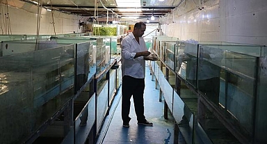 Akvaryum merakıyla başladığı balık yetiştiriciliğinde yıllık 2 milyon üretime ulaştı