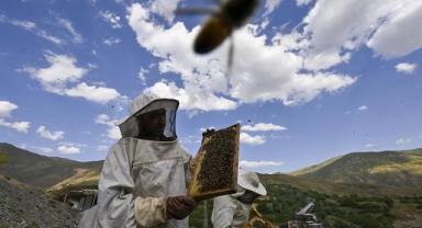 Arıcılık sektörü, katma değerli arı ürünlerinin desteklenmesini bekliyor