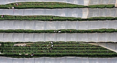 Bitkisel üretimde 2025-2027'de yapılacak yeni desteklemelerin detayları belli oldu