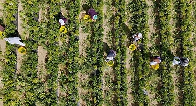 Çiftçilere 476 milyon 738 bin liralık destekleme ödemesi bugün yapılacak