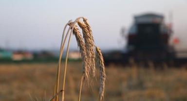 Çiftçilere bugün 4,5 milyar liralık destekleme ödemesi yapılacak