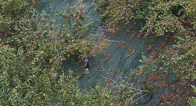 File örtüyle yapılan fındık hasadı üreticinin yükünü hafifletiyor