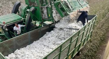 Hatay'da pamuk hasadı başladı