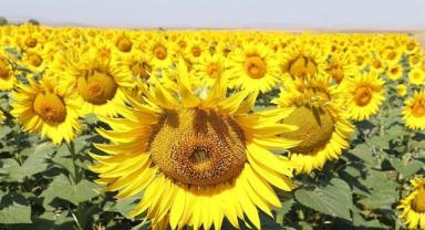 KARADENİZBİRLİK ayçiçeği ön alım fiyatını ton başına 29 bin lira olarak açıkladı