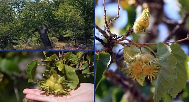 Kastamonu'da Türk fındığı ağaçları yüzlerce yıldır meyve veriyor