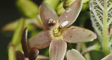 Kurtboğan türü bitkinin, polen taşıyıcıları çekmek için yaralı karınca kokusunu taklit ettiği belirlendi