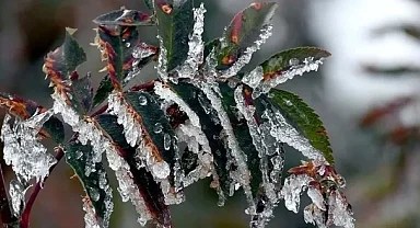 Malatya'da zirai dondan etkilenen çiftçilere destek ödemesi yapılacak