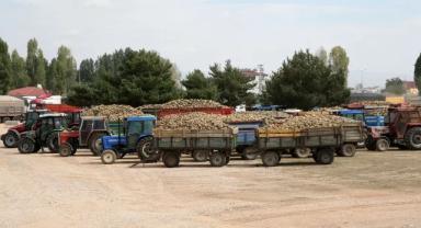 Muş'ta şeker pancarı alımı başladı